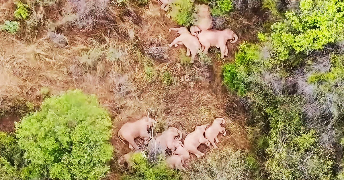 An elephant herd takes a nap, except for one mischievous child