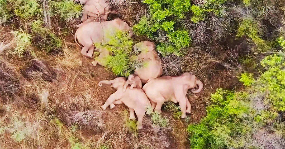 A Herd of Elephants Take a Nap After Trekking 500 Miles