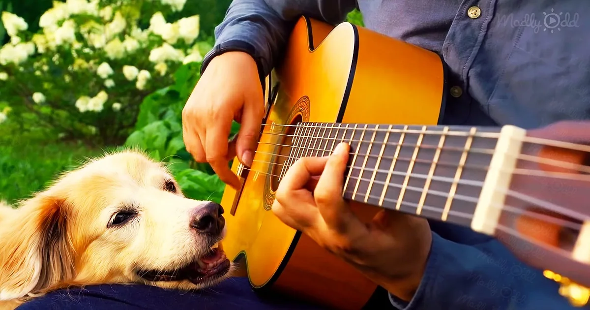Musician Says Goodbye to His Beloved Dog With an Acoustic Cover