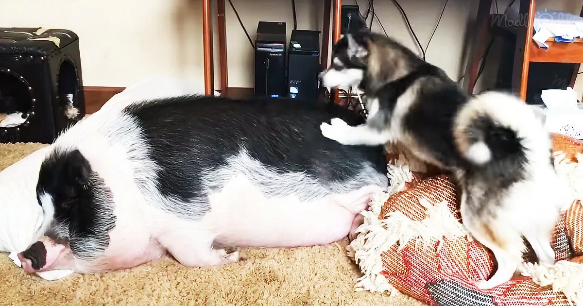 Enormous snoring pig is disturbed by a mischievous and lively husky
