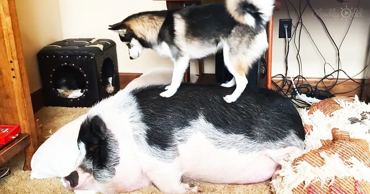 Incredibly Persistent Husky Tries to Wake up a Sleeping Pig