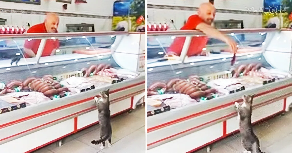 Grocery Clerk Treats a Well Behaved Cat Like a Customer