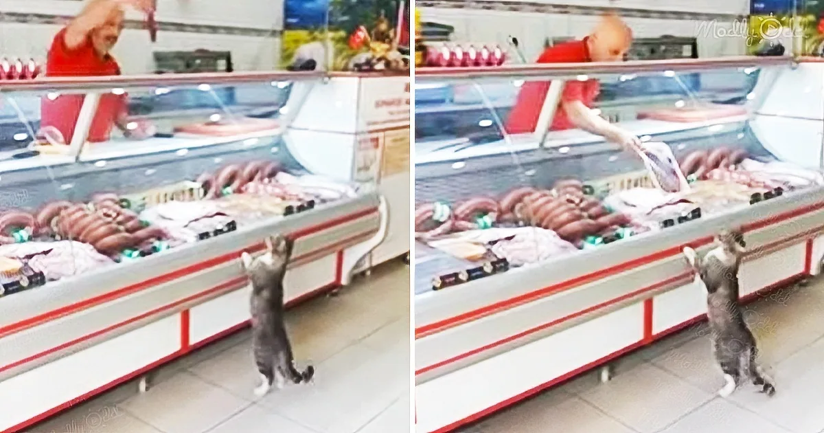 A grocery clerk carefully slices meat for his hungry cat customer
