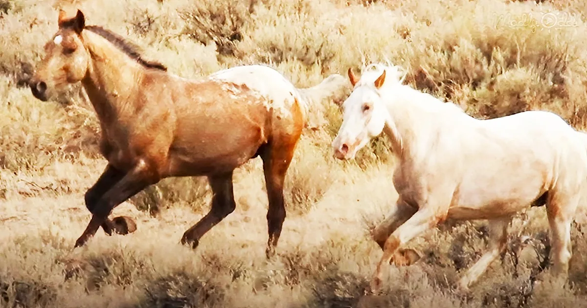 A lonely horse has a reunion with his long lost girlfriend