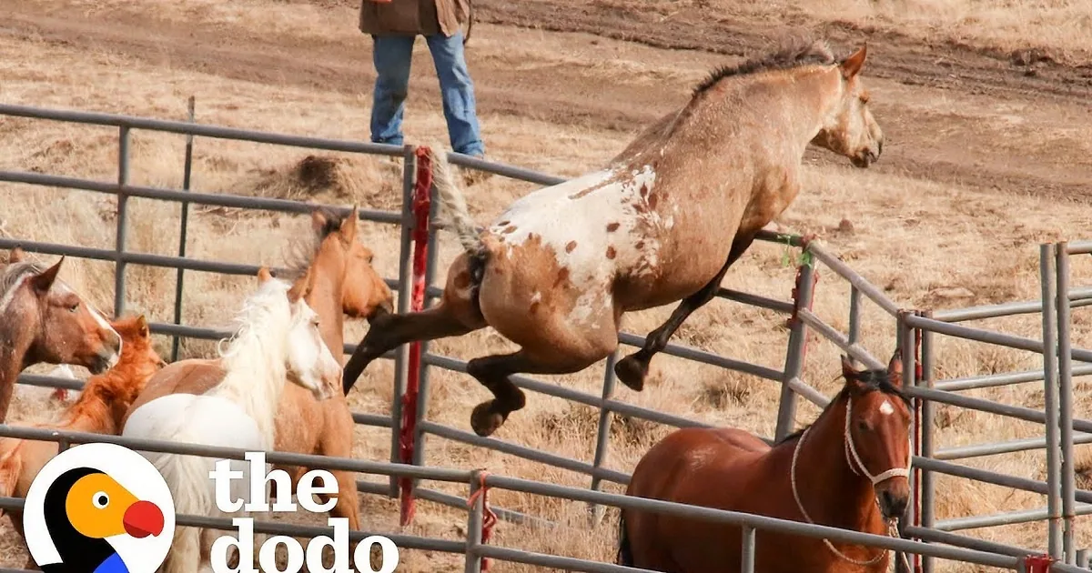 Wild Horse Instantly Recognizes His Girlfriend After Two Years Apart