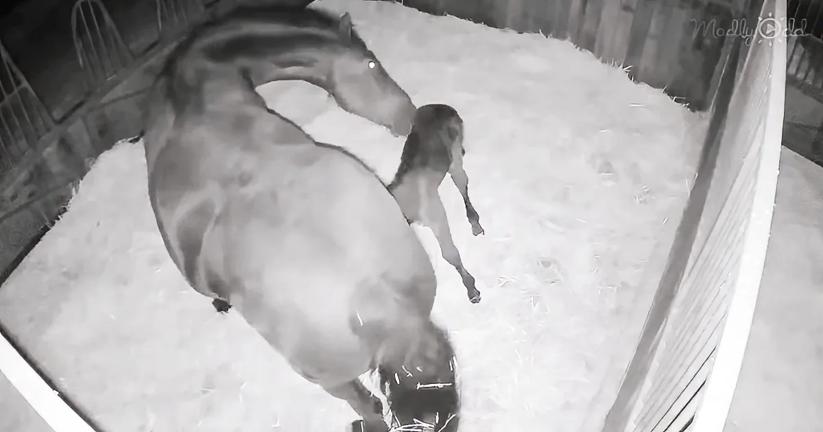 The amazing live birth of a foal by a strong mare