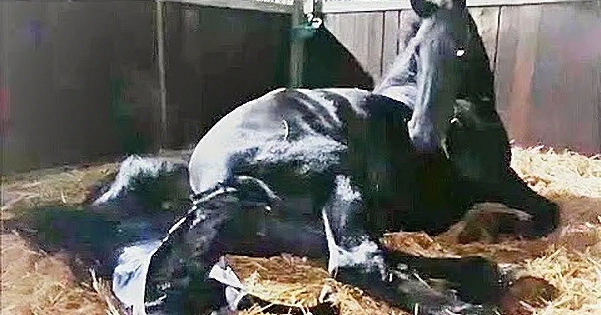 The Miracle of Life, a Mare Gives Birth to a Foal