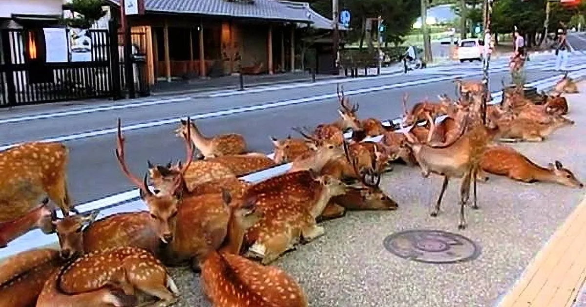 Wild Sika Deer Spotted Relaxing on the Road in Japan