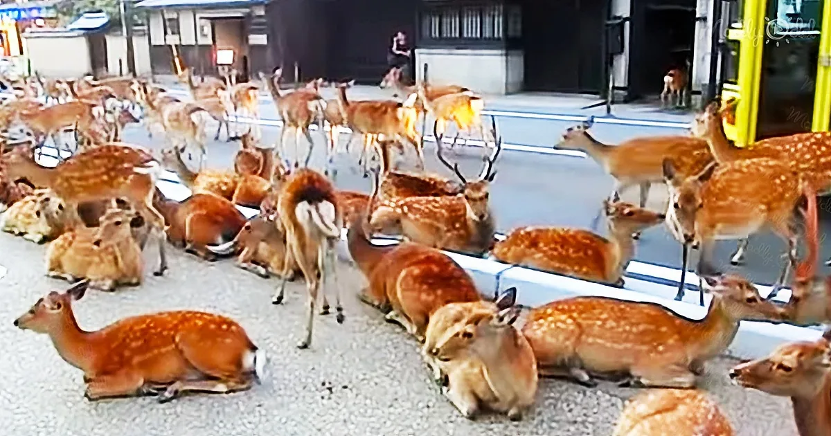 Nara’s sacred deer: people and animals living together in peace