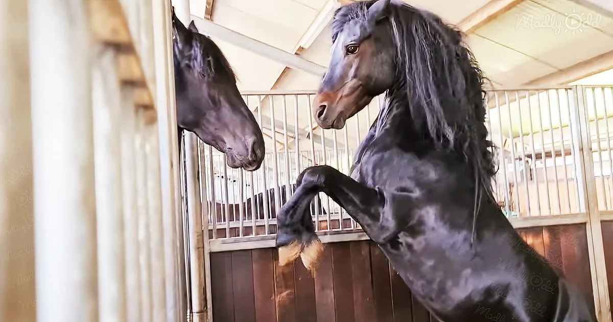 Beautiful Friesian Horse and Dartmoor Pony Are Madly in Love