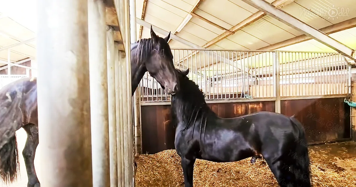 The forbidden love between a horse and a pony is precious