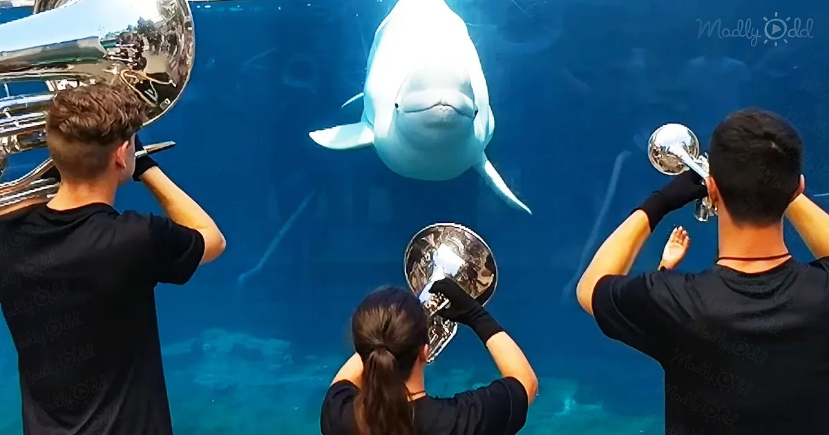 Beluga whale happily reacts to a brass performance from 7th Regiment