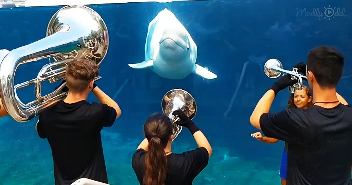 Appreciative Beluga Whale Enjoys the Greatest Brass Performance of the Year