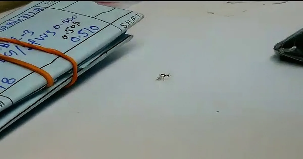 Wise Ant With Expensive Taste Tries to Steal a Diamond