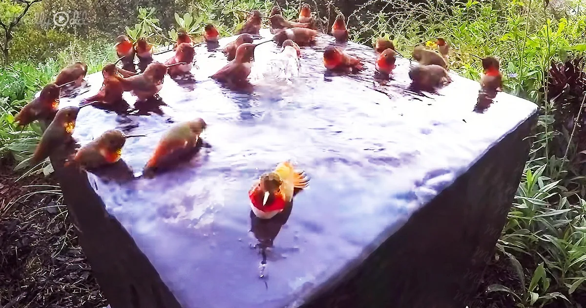 Hummingbirds Having a Morning Bath Has Become Mainstream on Social Media