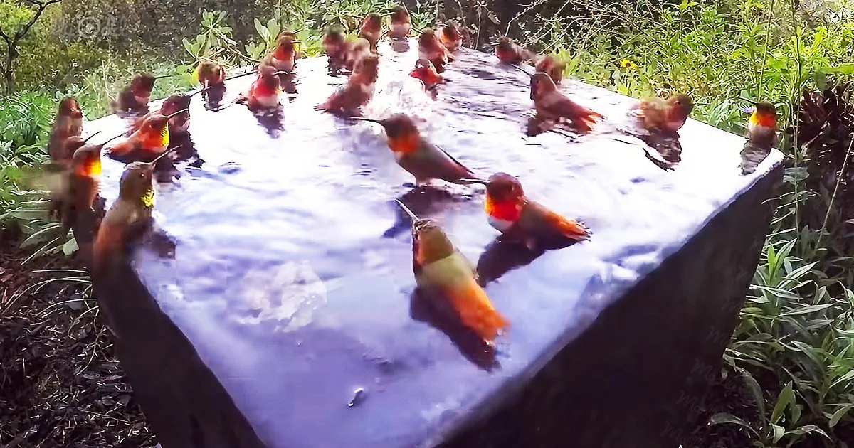 Hummingbirds having a pool party has become mainstream on social media