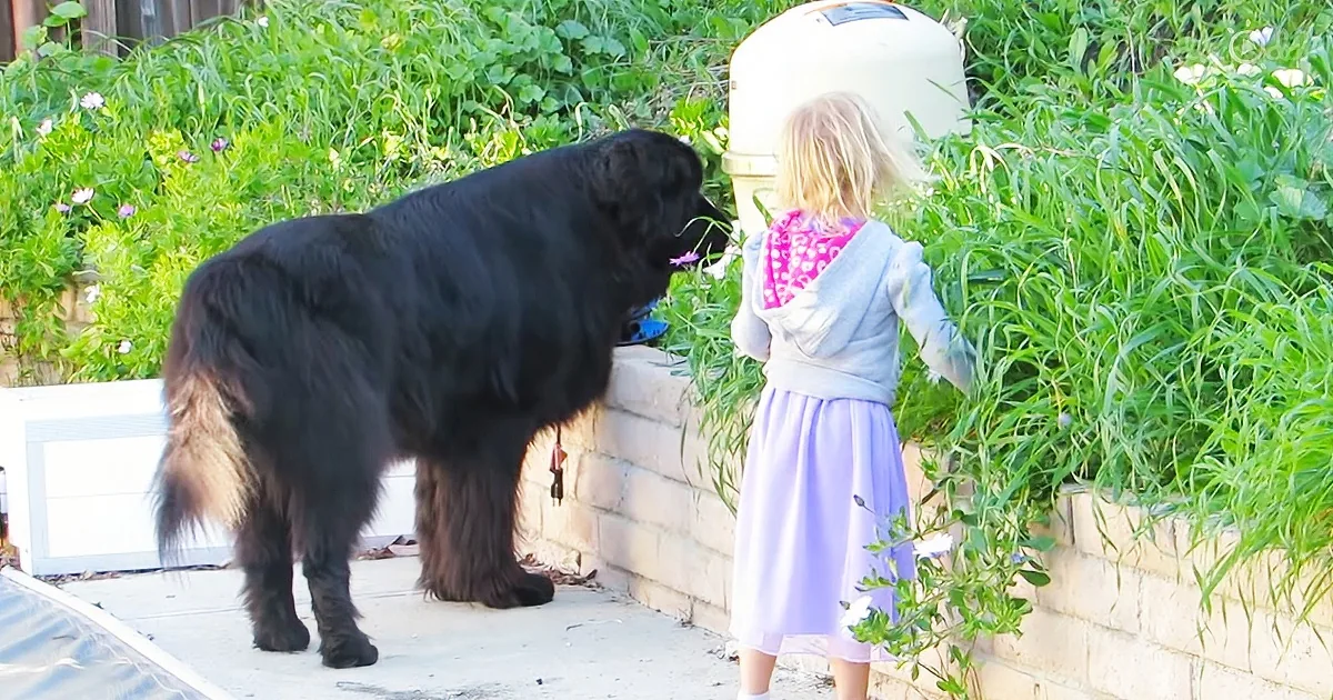 Little girl with her Newfoundland dog