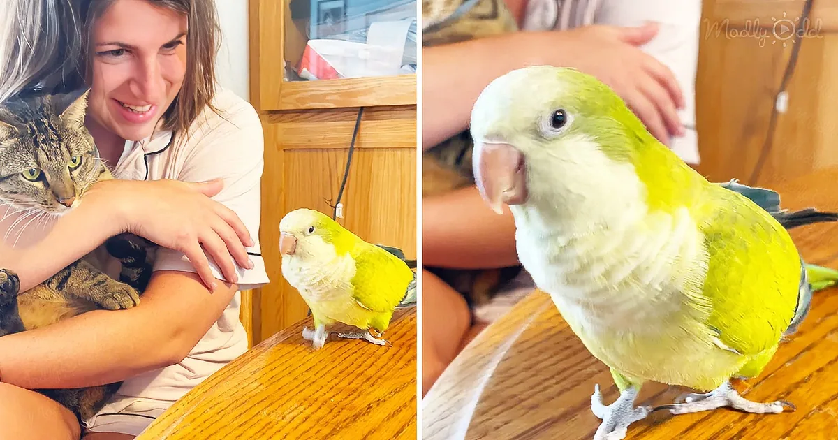 Quaker Parrot says Tweety Bird’s favorite line