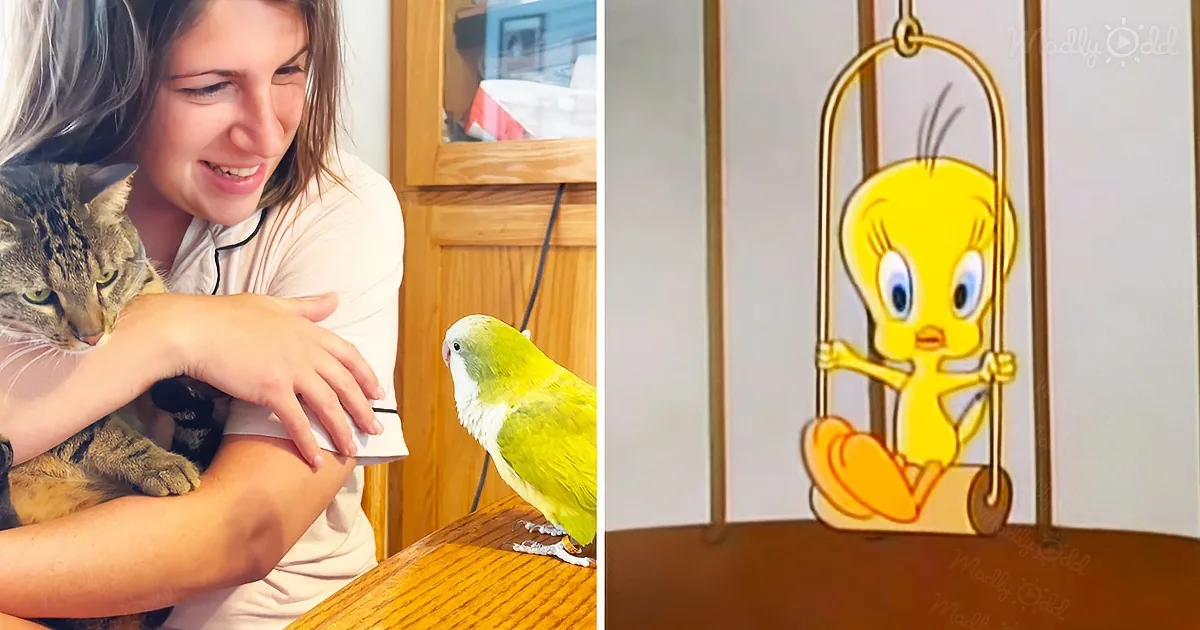 Quaker Parrot Says Tweety Bird's Famous Line After Seeing a Cat