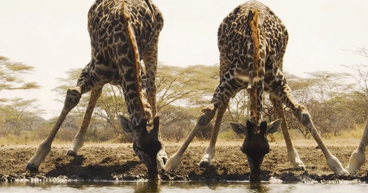 A giraffe and an antelope are drinking water from a muddy waterhole in a natural setting.