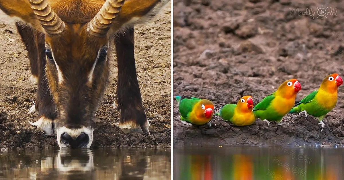 Wild Animals gathering around a waterhole