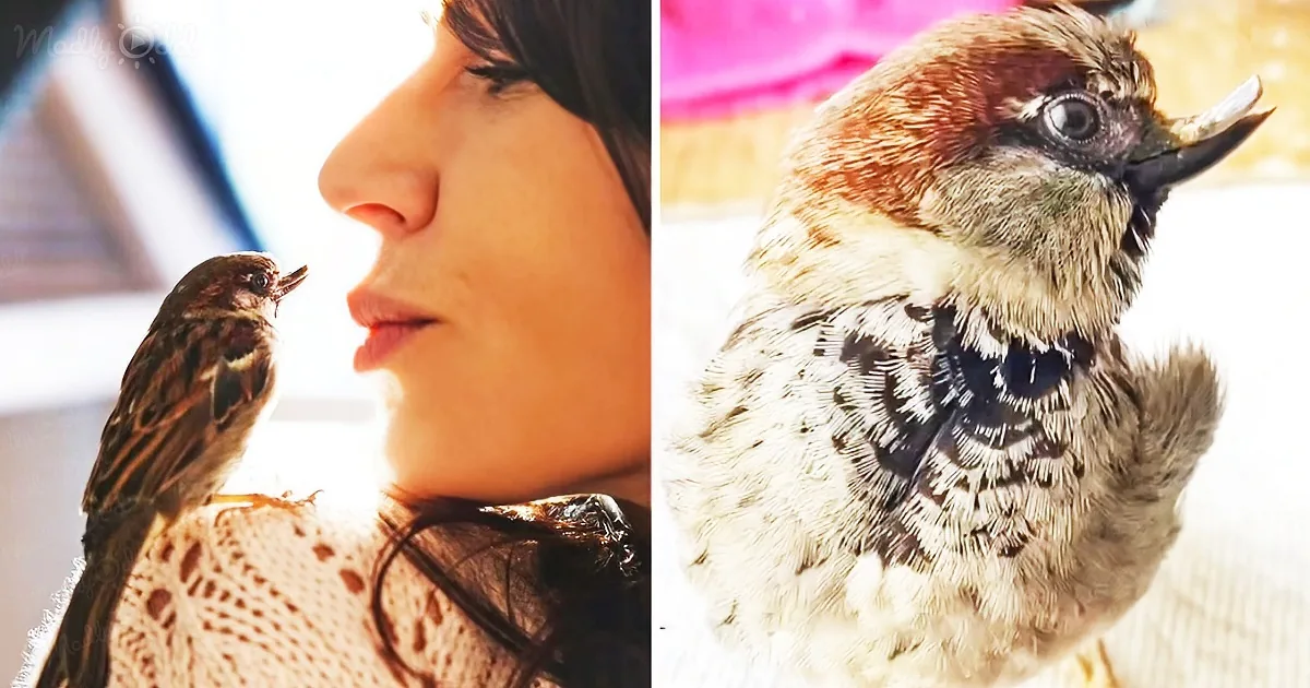 Happy the Adorable Rescued Sparrow Acts Just Like a Dog