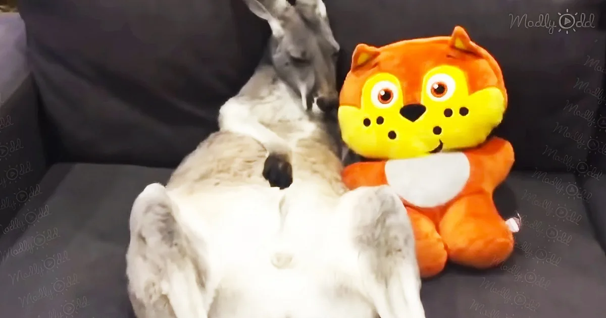 A white dog with a stuffed tiger toy, both appear calm and relaxed.