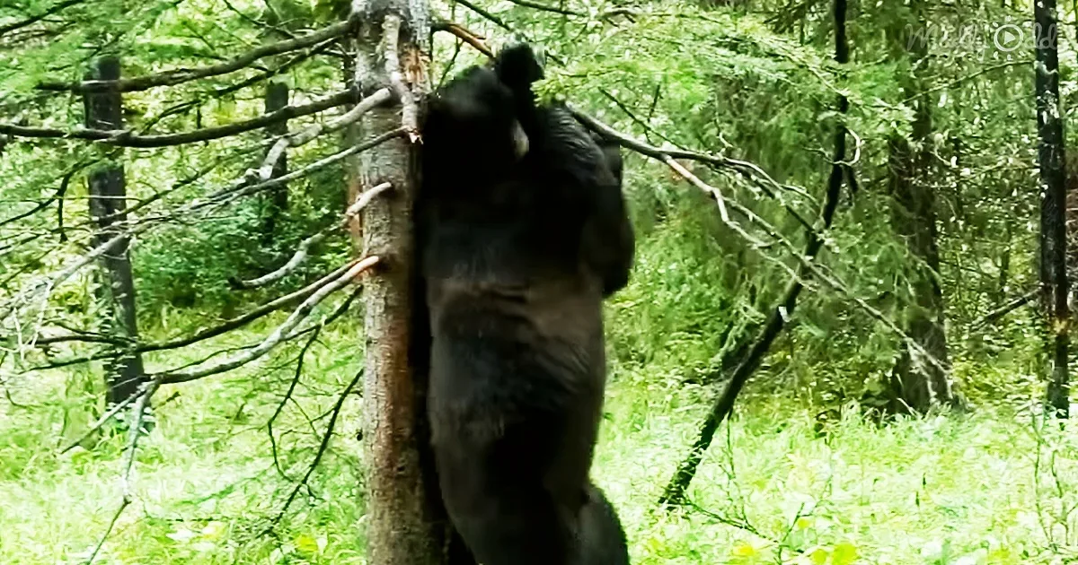 Awesome grizzly bears are out in the wild dancing to ‘Jungle Boogie’