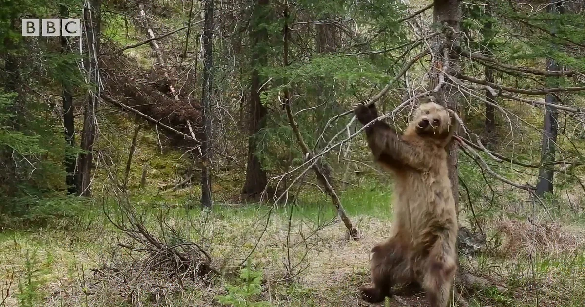 Awesome Grizzly Bears Are out in the Wild Dancing to 'Jungle Boogie'