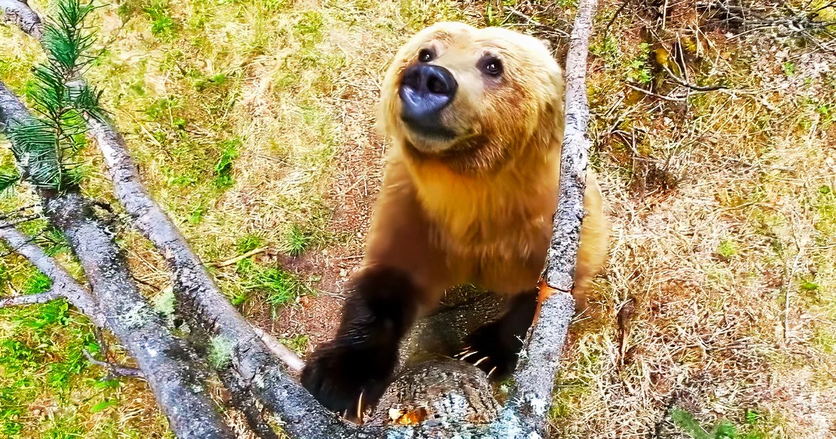 Adorable Bears dancing in the forest
