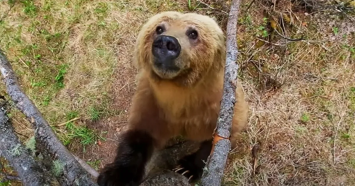 Bears Dancing in the Forest Narrated by Sir David Attenborough
