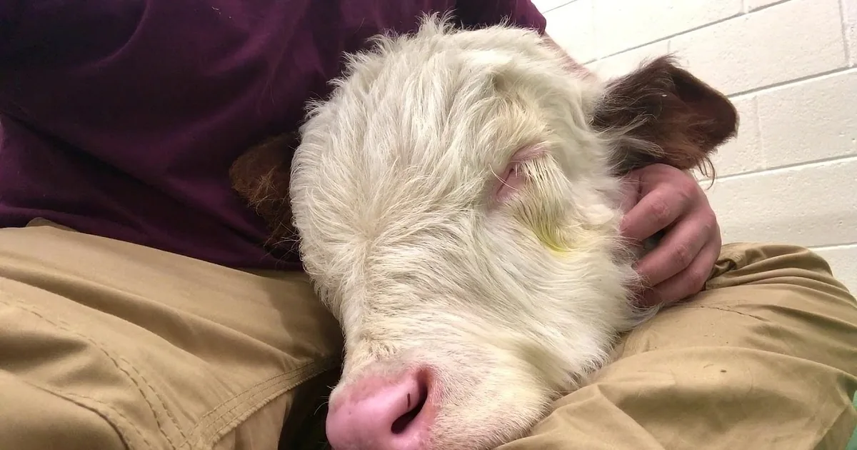 Baby Cow Snores on His Owner's Lap While Waiting for the Vet