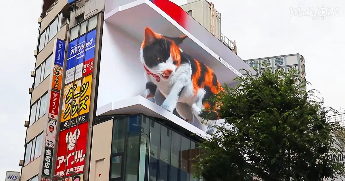 Giant 3D calico cat at Tokyo’s Shinjuku station