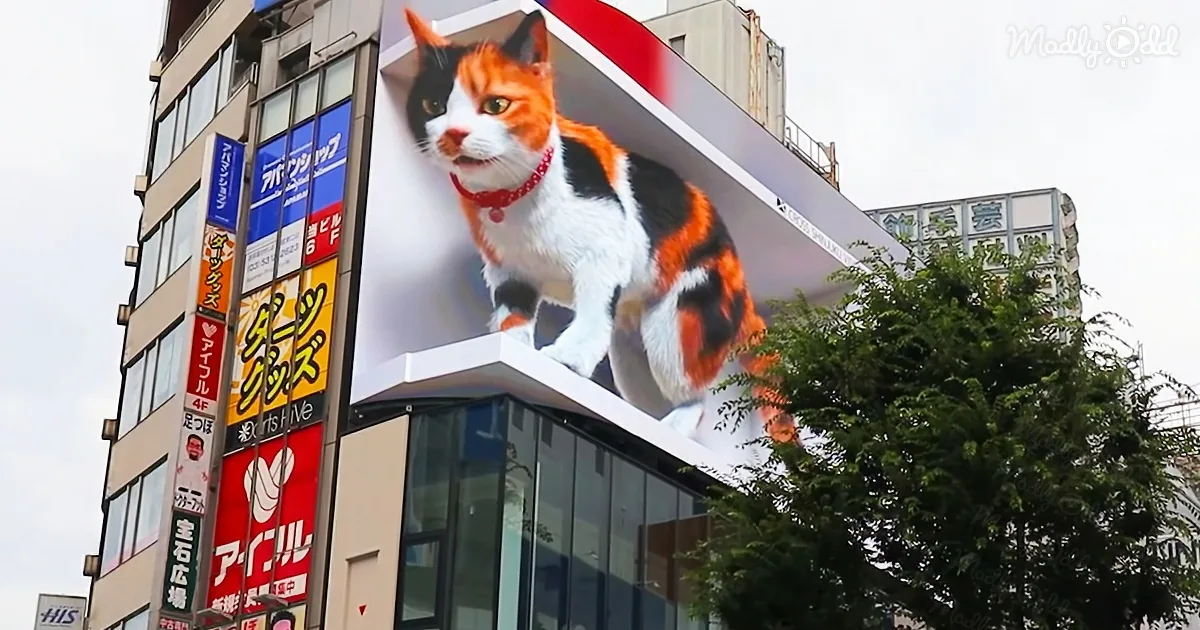 A large, colorful billboard featuring a calico cat with a red collar is displayed on a building in an urban area.