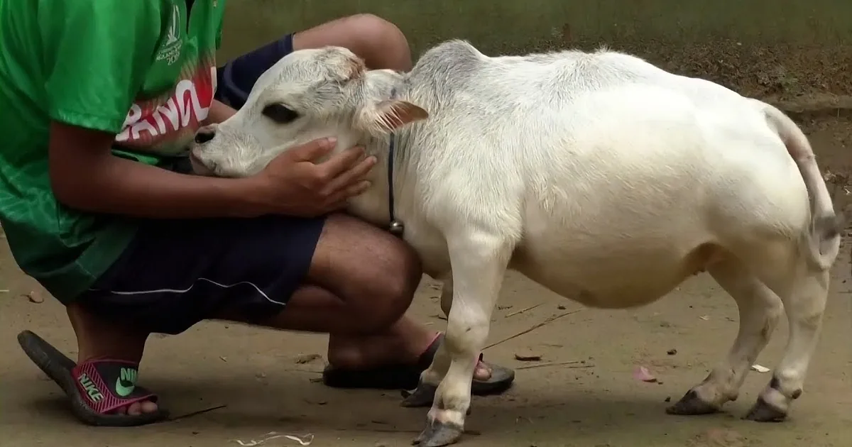 The World''s Shortest Cow Is the Size of a Small Dog