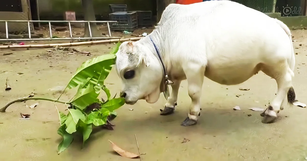 The world’s smallest cow is the size of a small dog