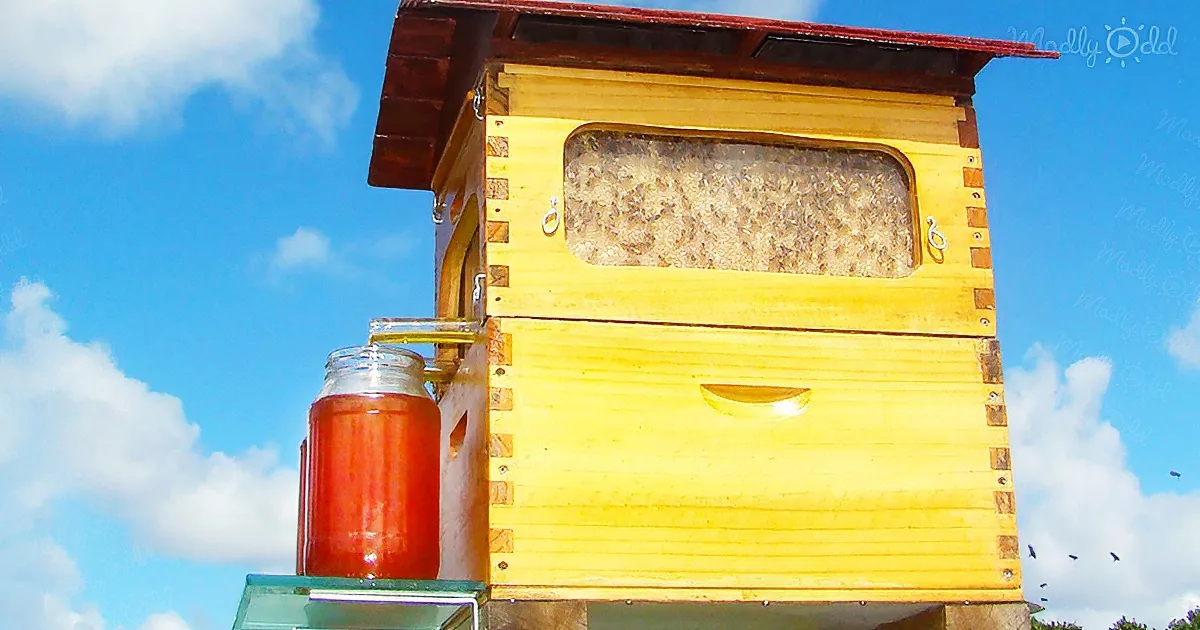 Honey on Tap: a Beehive That Extracts Honey Without Disturbing Bees
