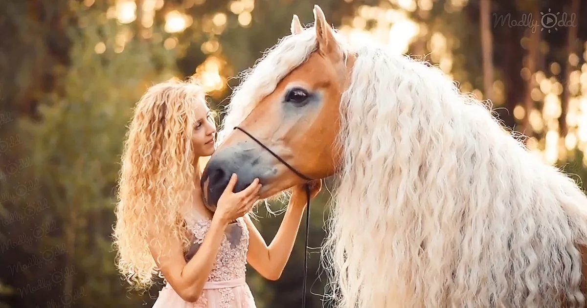 Haflinger Horse and Her Human Friend Have the Same Blonde Curls