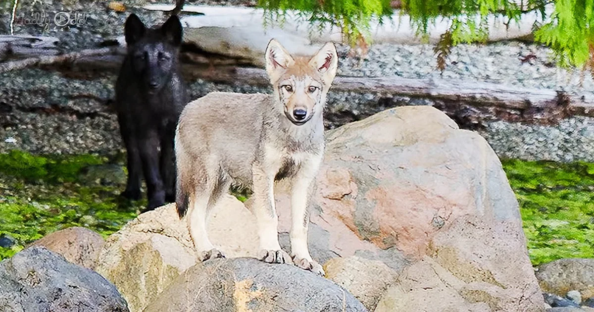 Rare swimming wolves