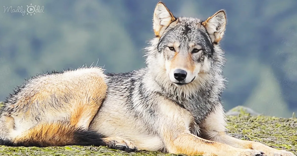 A wolf with a mix of gray and tan fur is lying down on a grassy surface, looking directly at the camera.