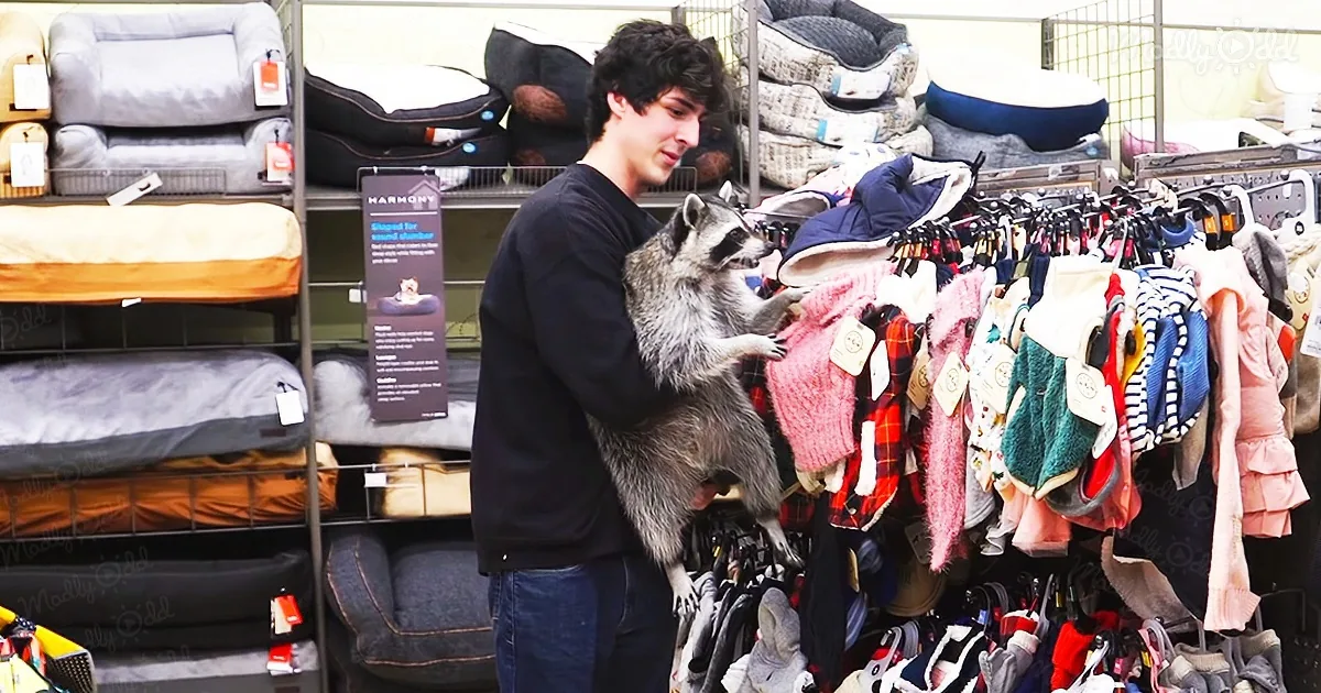 Adorable pet raccoon goes shopping for his friends
