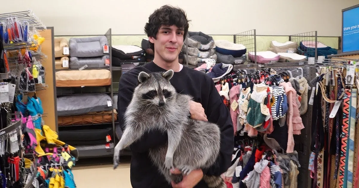 Domesticated Raccoon Goes Shopping for His Friends at a Pet Store