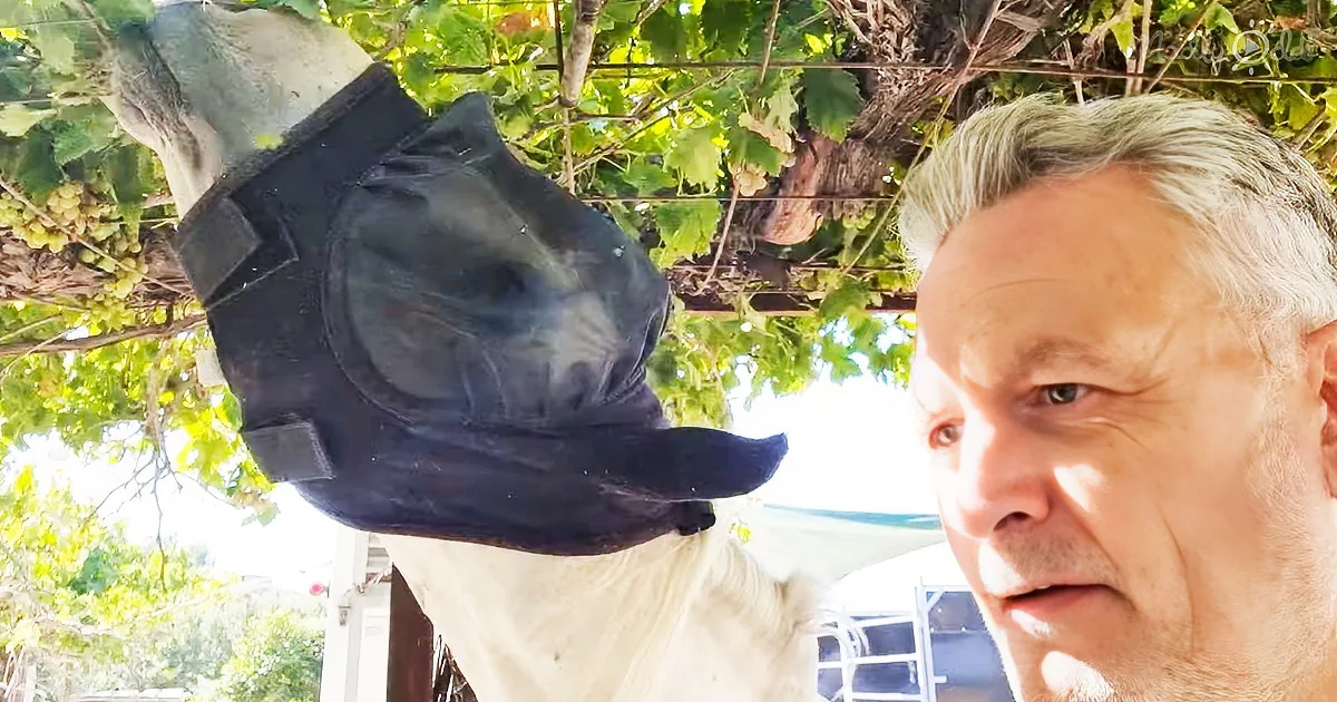 A hilarious mystery unravels. Can this horse provide answers?