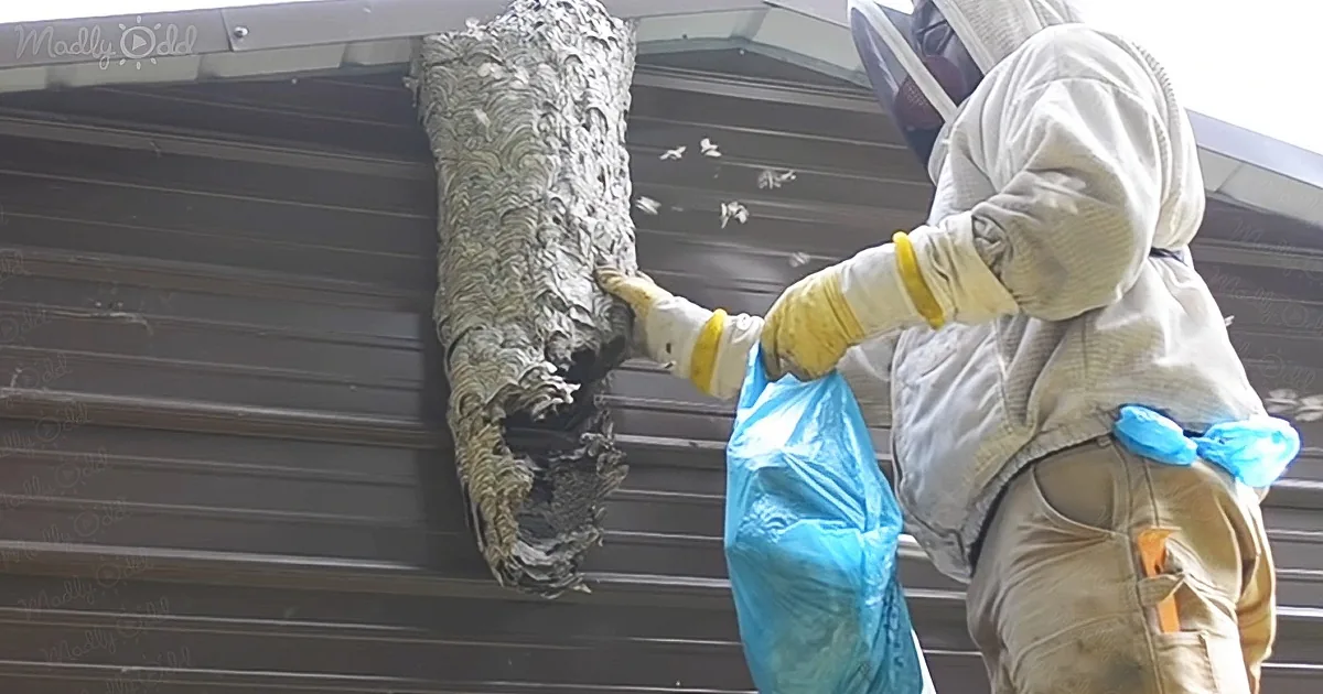 Man dismantle 5-foot-tall hornet nest