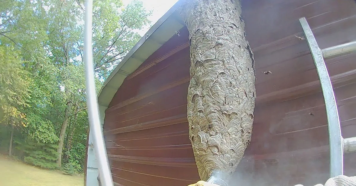 Brave Man Tries to Dismantle 5-Foot-Tall Hornet Nest