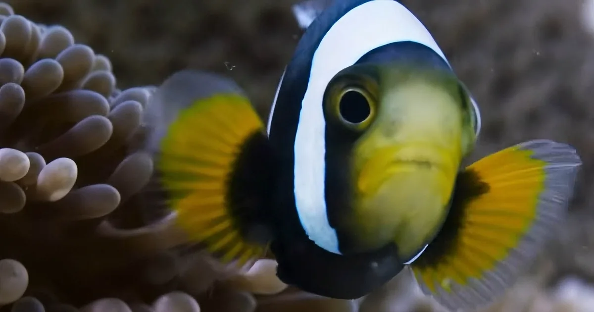 A clownfish with distinctive black, white, and yellow stripes swims near an anemone.