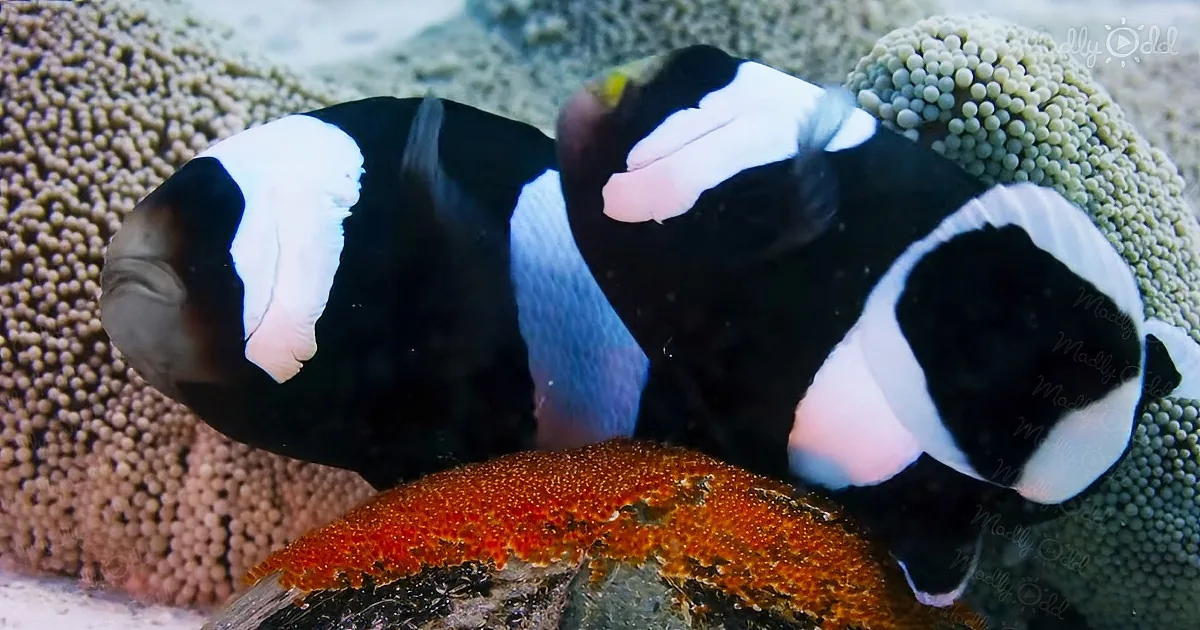 Clownfish use a shell as a nursery
