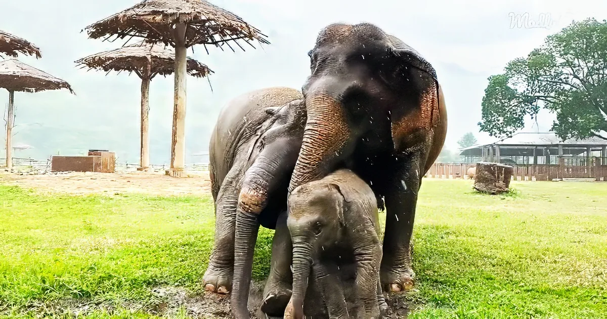 Baby elephant plays in the rain