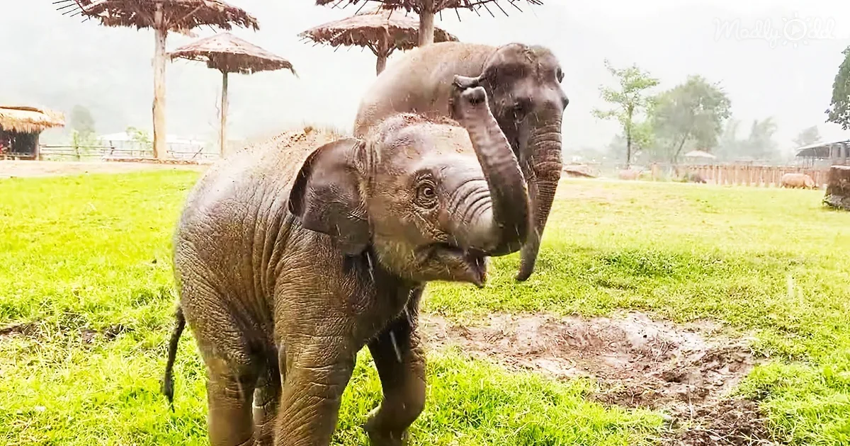 Adorable Baby Elephant Plays in the Rain for the First Time