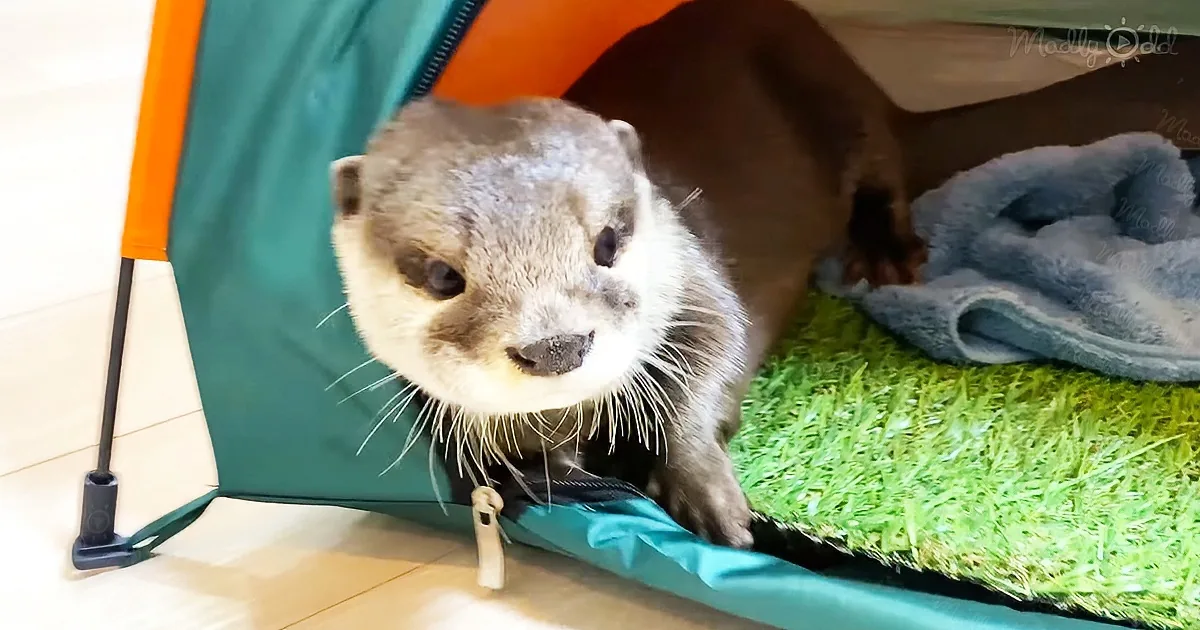 Otters playing with their new tiny tent